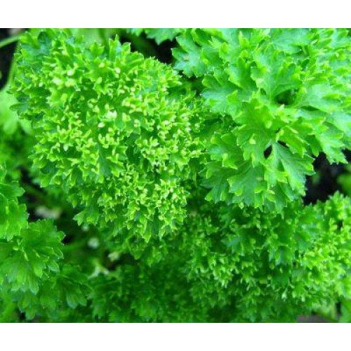 Moss Triple Curled Parsley Herb Seed