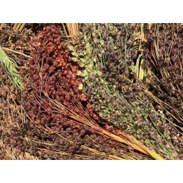 Multicoloured Broom Corn Vegetable Seeds