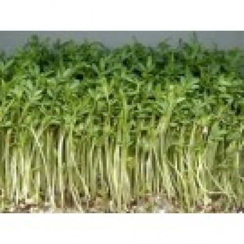 Black Mustard 180gr Sprout & Microgreen Seed