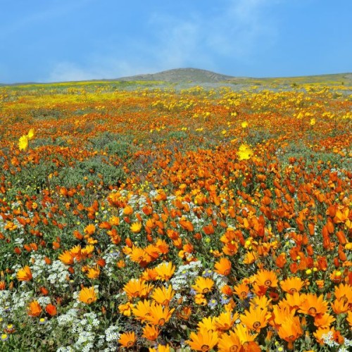 Namaqualand Wildflower Blend