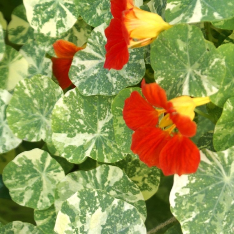 Nasturtium Alaska Mix