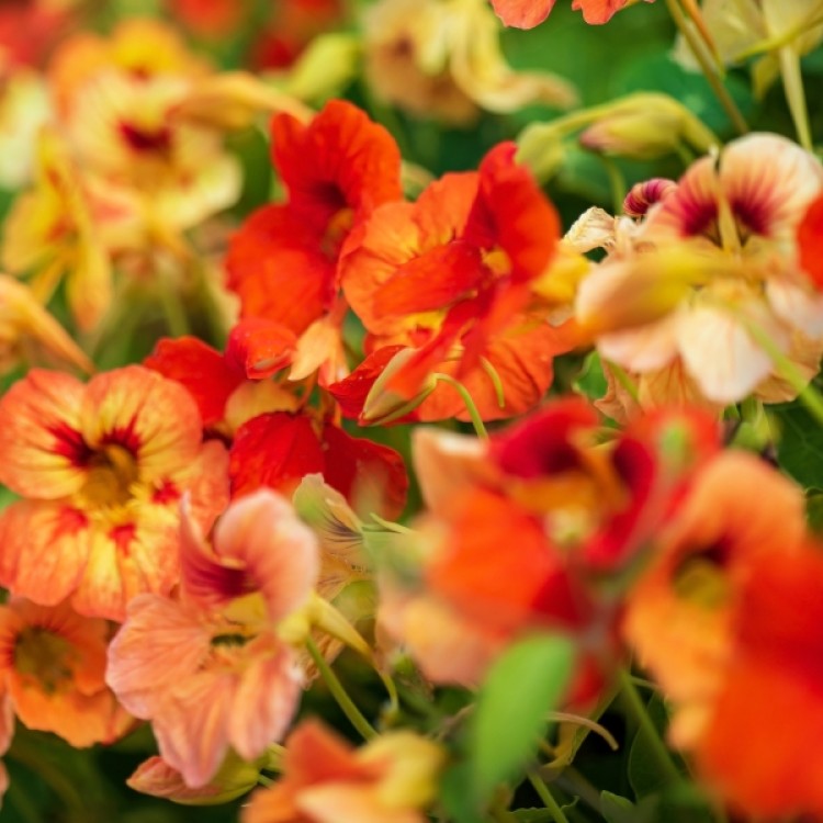 Nasturtium Climbing Single Mix