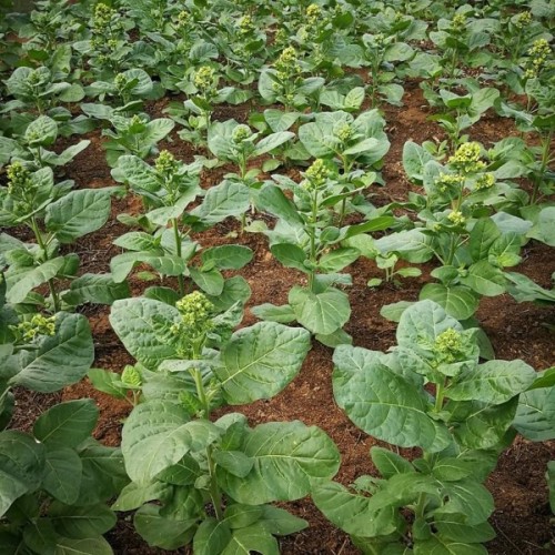 Tobacco Mapacho Heirloom Vegetable Seeds