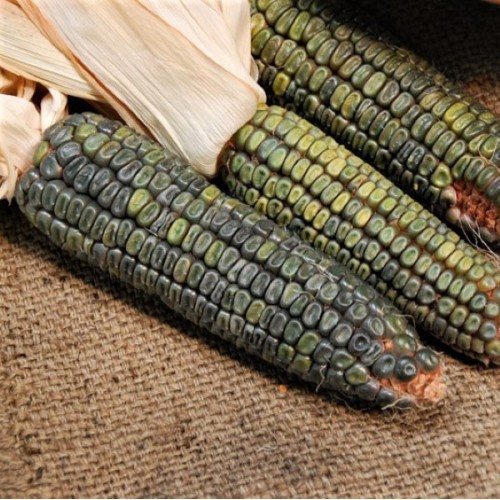 Green Oaxacan Corn
