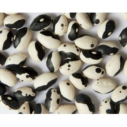 Orca Beans 