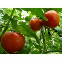 Osborne and Clyde Tomato Vegetable Seeds