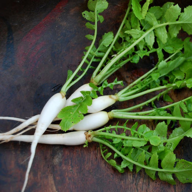 Giant Minowase (Pickling Radish)