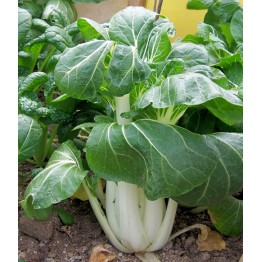 Pak Choi White Stem Vegetable Seeds