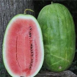Peacock Improved Watermelon