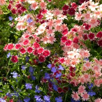 Phlox