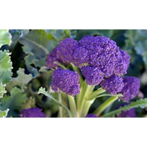 Purple Sprouting Broccoli Vegetable Seeds