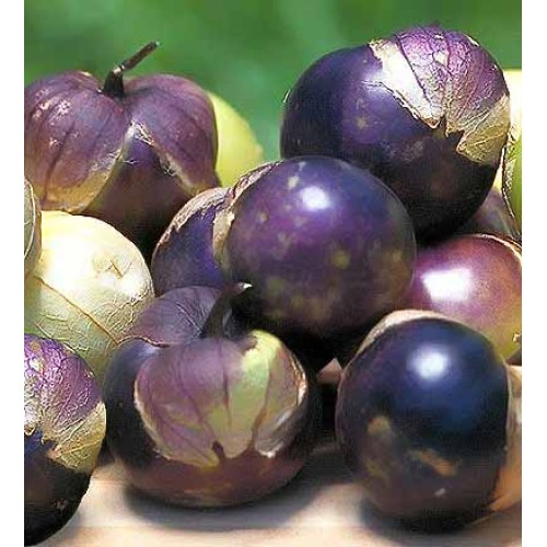 Purple Tomatillo Vegetable Seeds