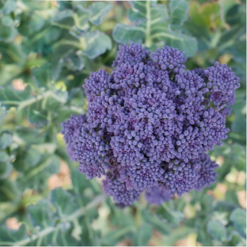 Purple Sprouting Broccoli