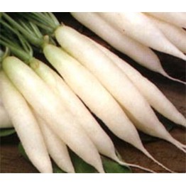 White Icicle Radish Vegetable Seeds