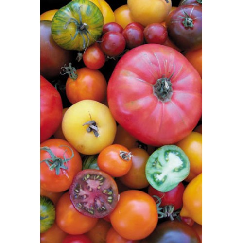 Rainbow Tomato Collection - Petite