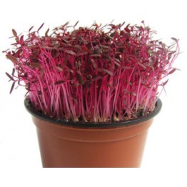 Red Amaranth (Sprouting Seed) Sprout & Microgreen Seed