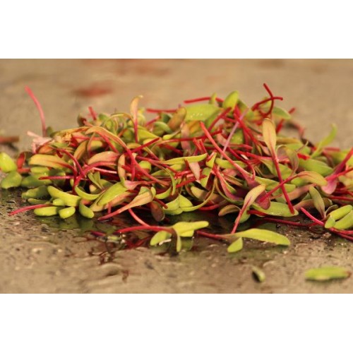 Red Swiss Chards Sprout & Microgreen Seed