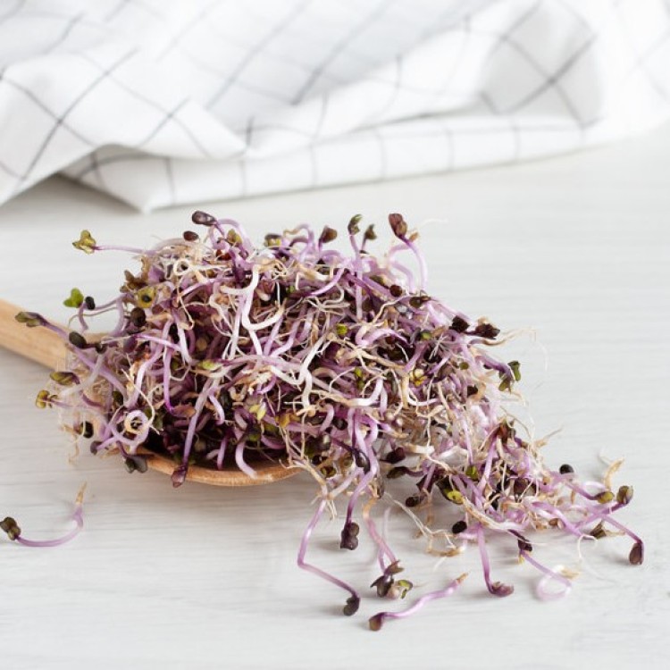 Red Cabbage Sprout and Microgreen Seed