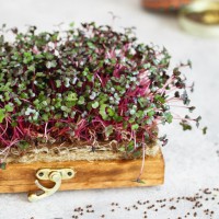 Red Russian Kale Sprout and Microgreen Seed Sprout & Microgreen Seed