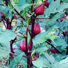 Roselle Vegetable Seeds