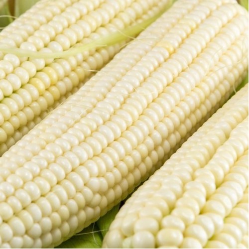 Sahara Corn Corn / Maize