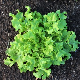 Salad Bowl Green