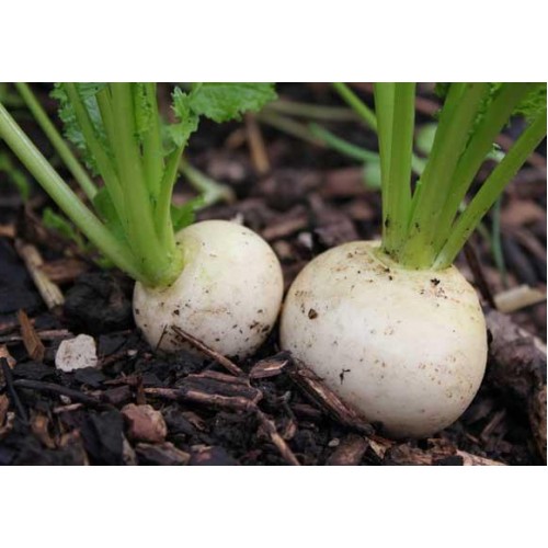 Shogoin Japanese Turnip Vegetable Seeds