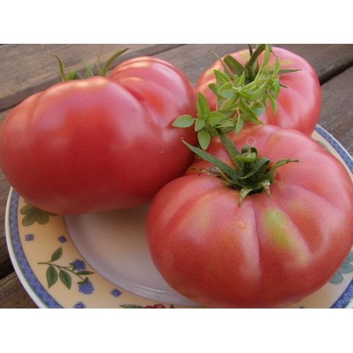 Sibirskiy Velikan Rozovyi Tomato