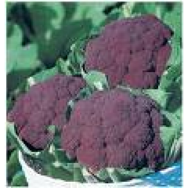 Sicilian Violet Cauliflower Vegetable Seeds