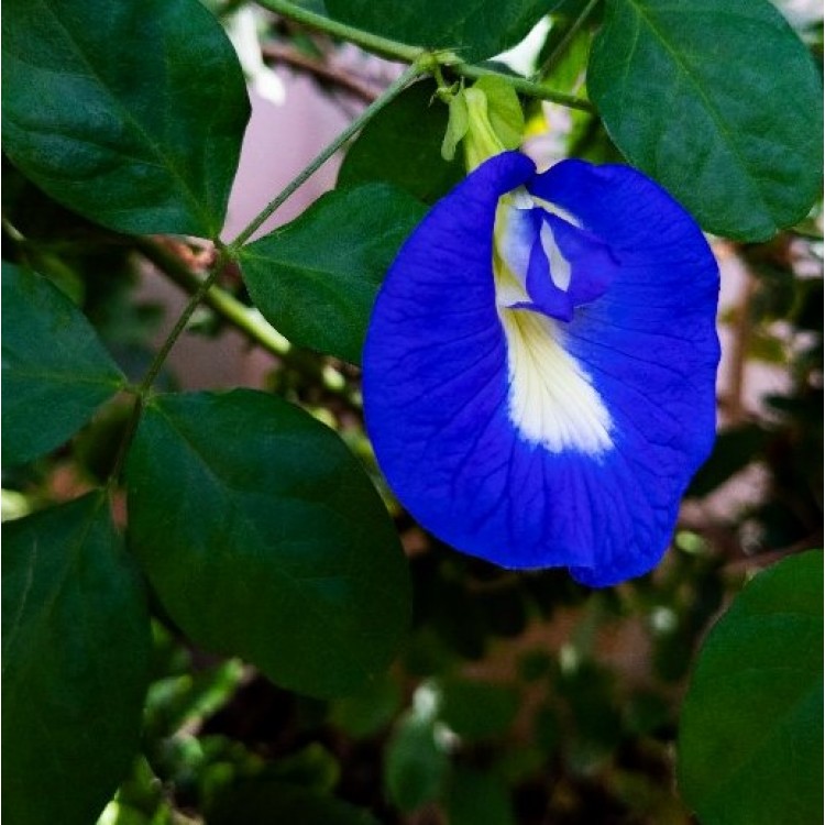 Single Flower Butterfly Peas