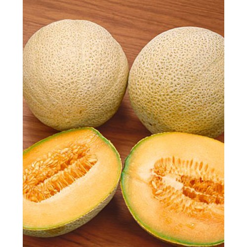 Spanspek Melon (Hales best) Vegetable Seeds