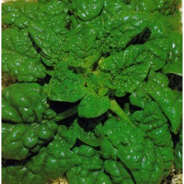 Black Magic Spinach Vegetable Seeds