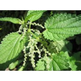 Stinging Nettle Herb Seed