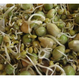 Stir-Fry Blend 200 gr Sprout & Microgreen Seed