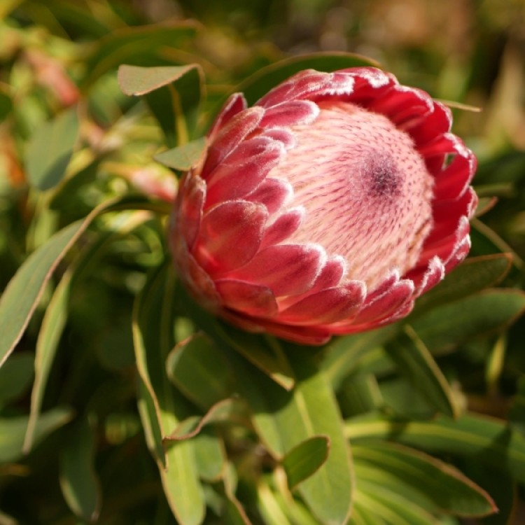 Protea Sugarbush - Red