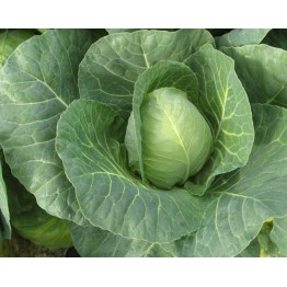 Sugarloaf / Cape Spitz Cabbage 