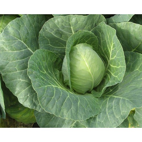 Sugarloaf / Cape Spitz Cabbage 