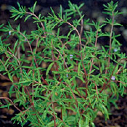 Summer Savory Herb Seed