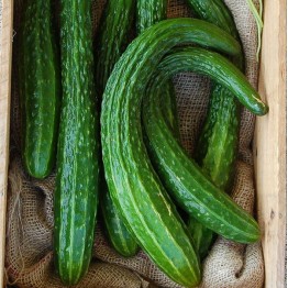 Suyo Long Cucumber Vegetable Seeds