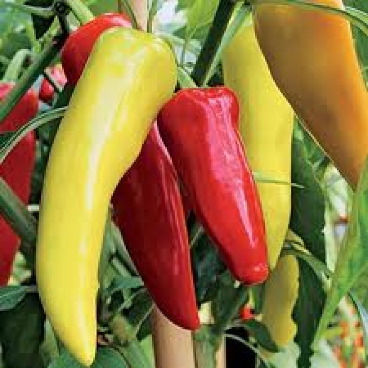 Sweet Banana Pepper