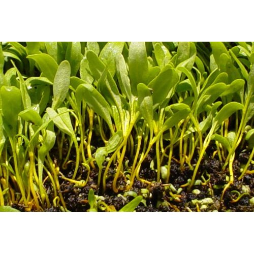 Green Swiss Chards Sprout & Microgreen Seed