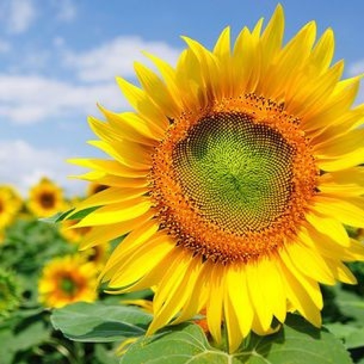 Sunflower Tarahumara