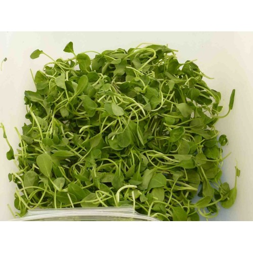 Tatsoi (Sprouting Seed)