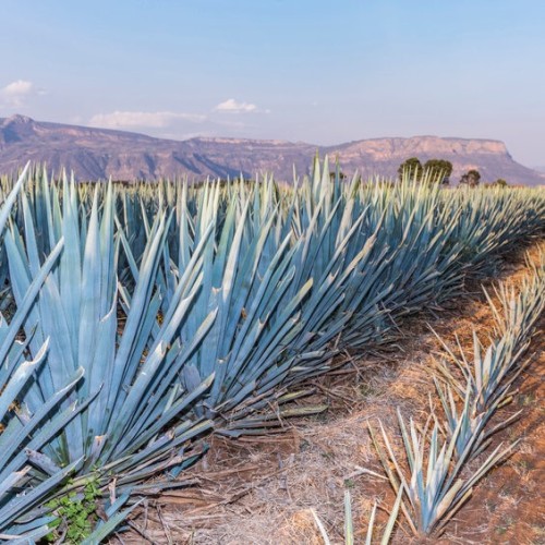 True Blue Tequila Agave