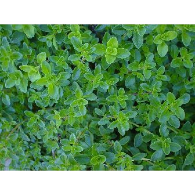 Winter Thyme Herb Seed