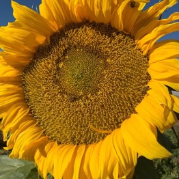 Sunflower Titan 