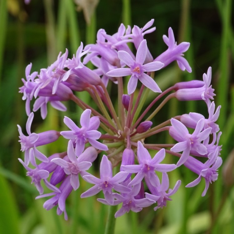 Wild Garlic