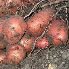 Roots & Tubers Emergence Inoculation Microbial Life