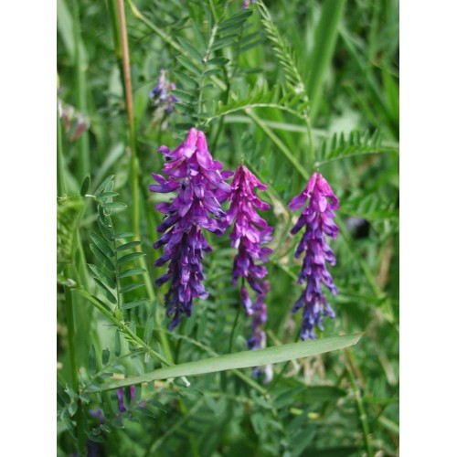 Inoculated Vetch Green Manures