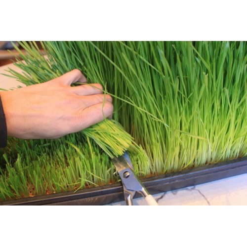 400X Green Wheatgrass Wheat Grass Seeds For Sprouting 
